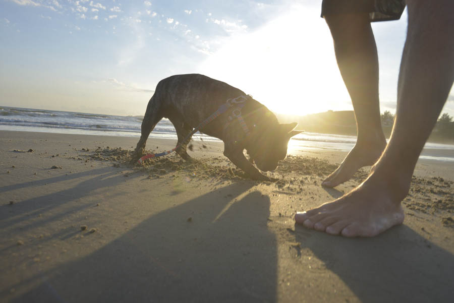 Cachorro brincando na praia fim da tarde horário seguro para passear